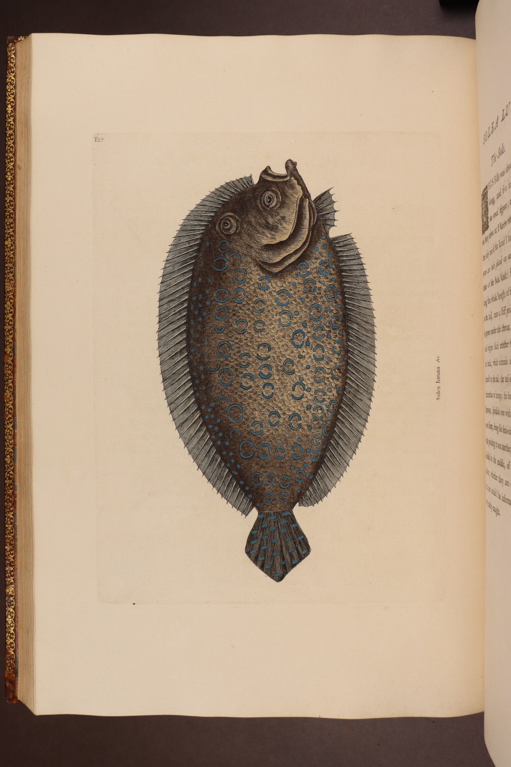 Plate 27